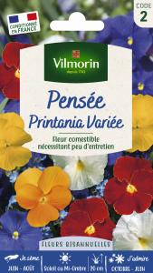 Pensée Printania Variée